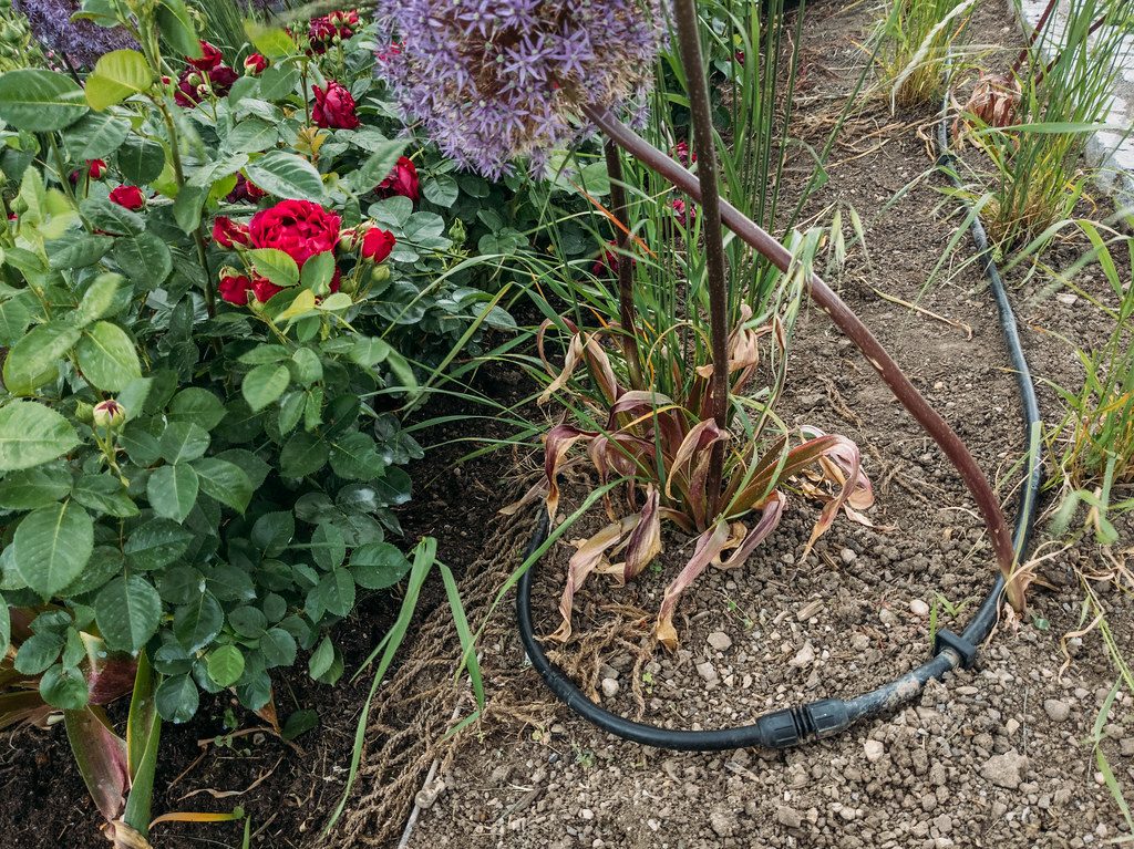 Drip irrigation line running through a planted bed